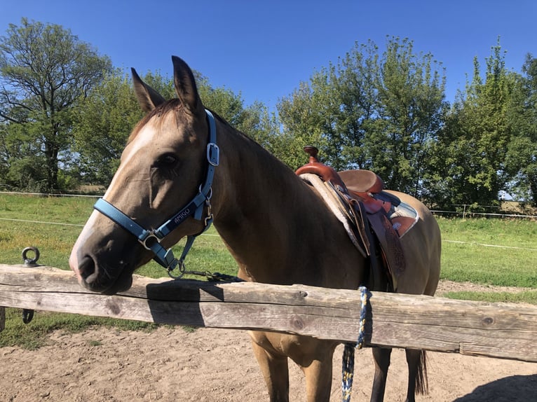 Karabaj Mestizo Caballo castrado 6 años 150 cm Buckskin/Bayo in Altlandsberg