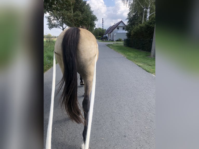 Karabakh Mix Castrone 6 Anni 150 cm Pelle di daino in Altlandsberg