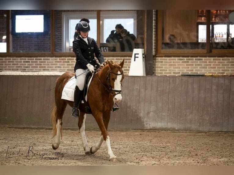 Karabakh Mix Gelding 10 years 14,2 hh Chestnut-Red in Wuustwezel