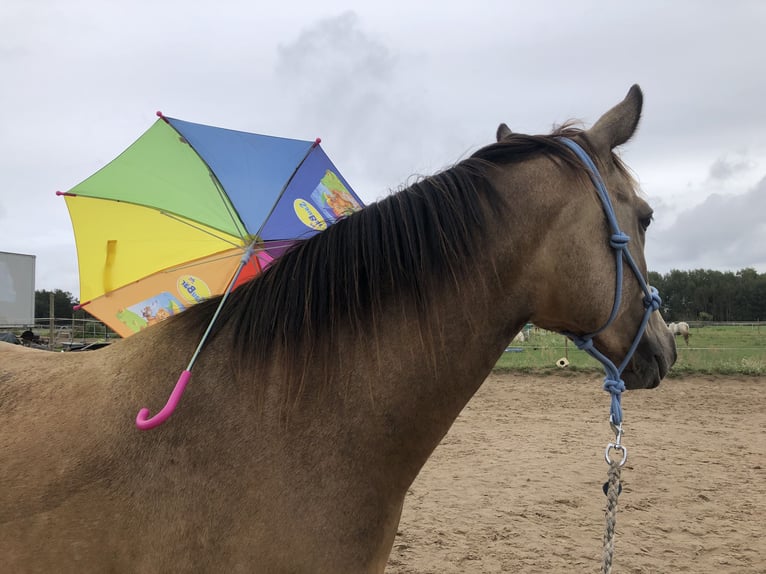 Karabakh Mix Gelding 6 years 14,2 hh Buckskin in Altlandsberg