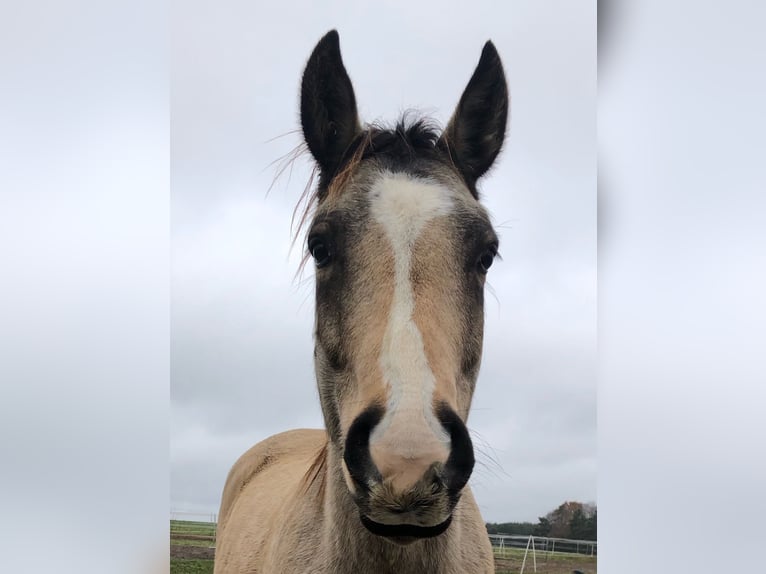 Karabakh Mix Gelding 6 years 14,2 hh Buckskin in Altlandsberg