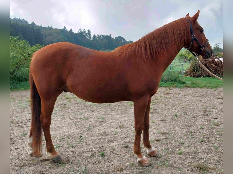 Karabakh Gelding 9 years 14.2 hh Chestnut-Red in Heuweiler