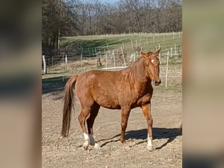 Karabakh Hongre 4 Ans Alezan in Buchholz (Westerwald)Asbach