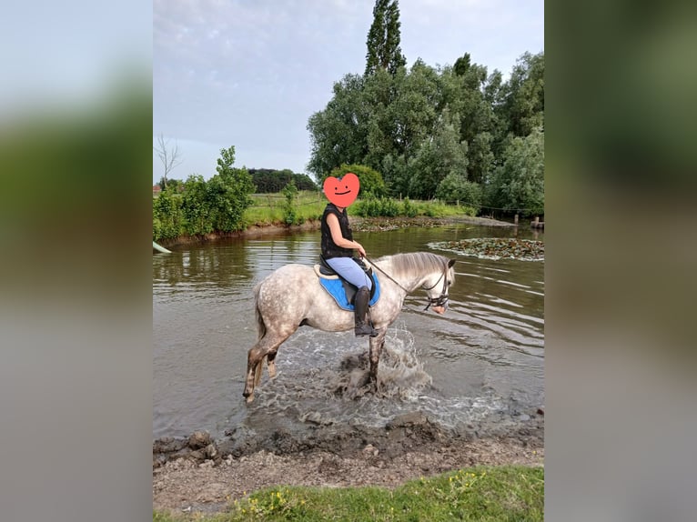 Karachai Gelding 10 years 14.2 hh Grey-Blue-Tan in Meulebeke