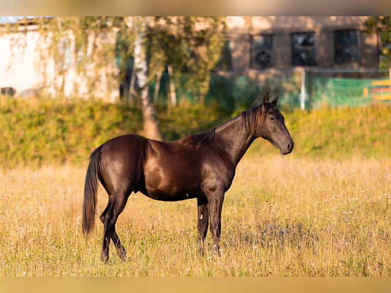 Karachai Gelding 1 year 15,1 hh Black in Tample