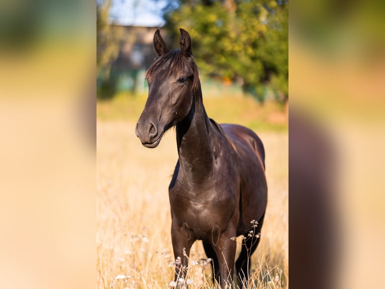 Karachai Gelding 1 year Black in Tample - Svojek