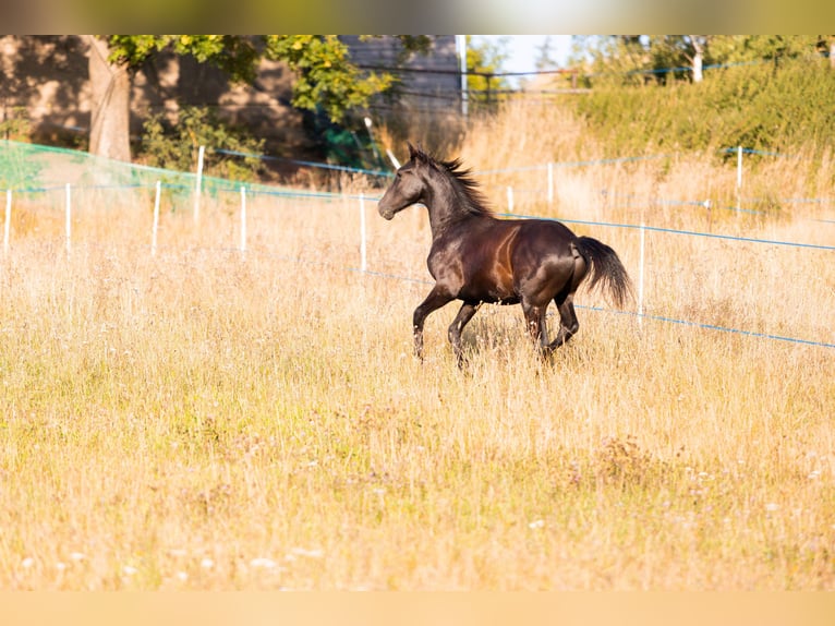 Karachai Gelding 1 year Black in Tample - Svojek
