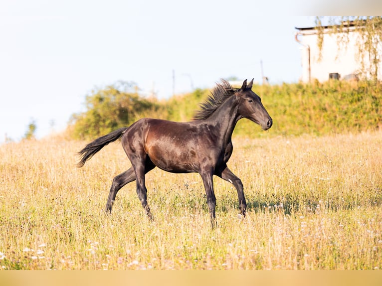 Karachai Gelding 2 years Black in Tample - Svojek