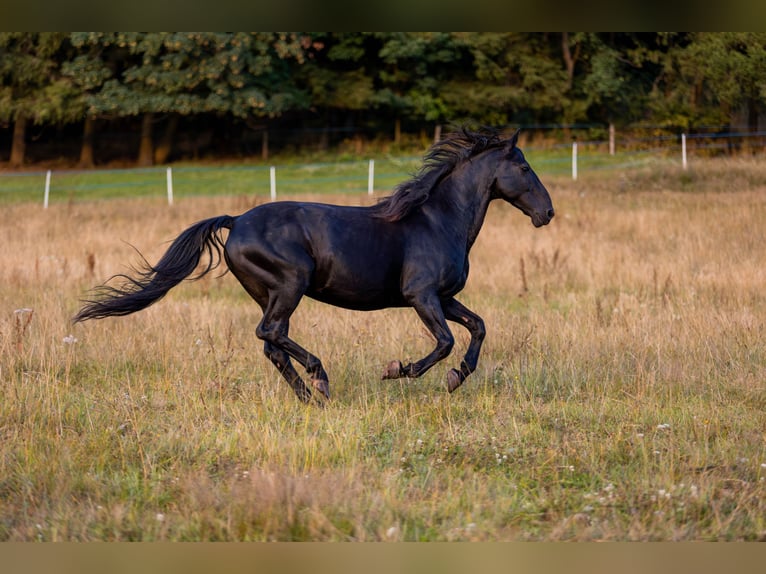 Karachai Gelding 2 years Black in Tample - Svojek