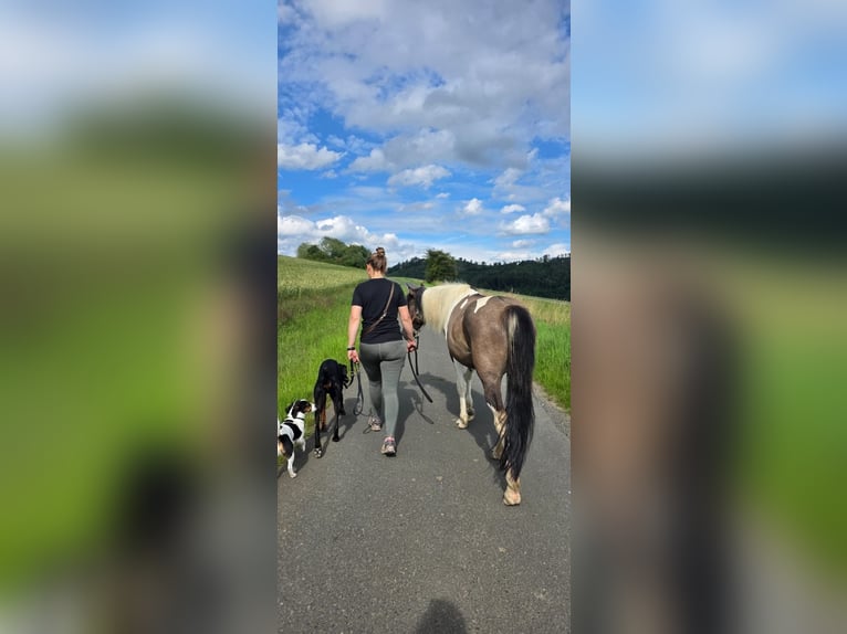 Karachai Gelding 3 years 13.2 hh Grullo in Dillenburg