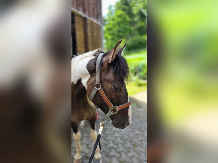 Karachai Gelding 3 years 13.2 hh Grullo in Dillenburg