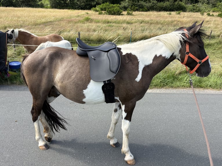Karachai Gelding 3 years 13.2 hh Grullo in Dillenburg
