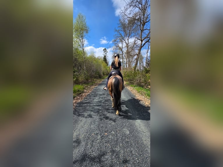 Karachai Gelding 3 years 13.2 hh Grullo in Dillenburg