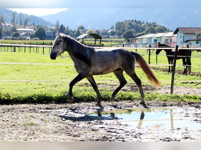 Karachai Gelding 4 years 14,1 hh Gray in Kirchbichl