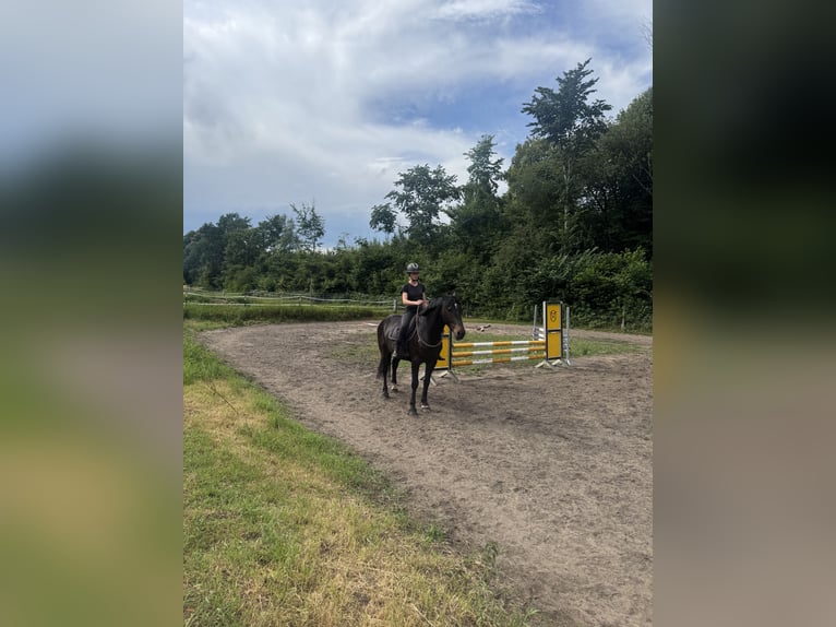 Karachai Gelding 5 years 15.2 hh Black in Bönebüttel
