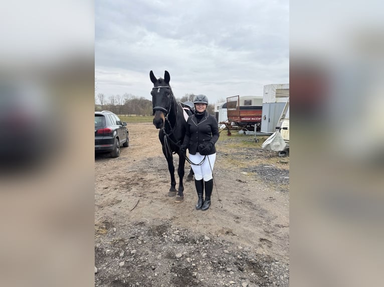 Karachai Gelding 5 years 15.2 hh Black in Bönebüttel