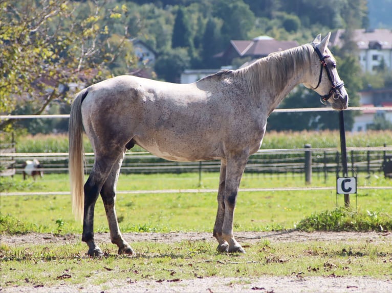 Karachai Gelding 6 years 15 hh Gray in Kirchbichl