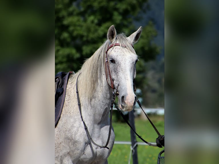 Karachai Gelding 6 years 15 hh Gray in Kirchbichl