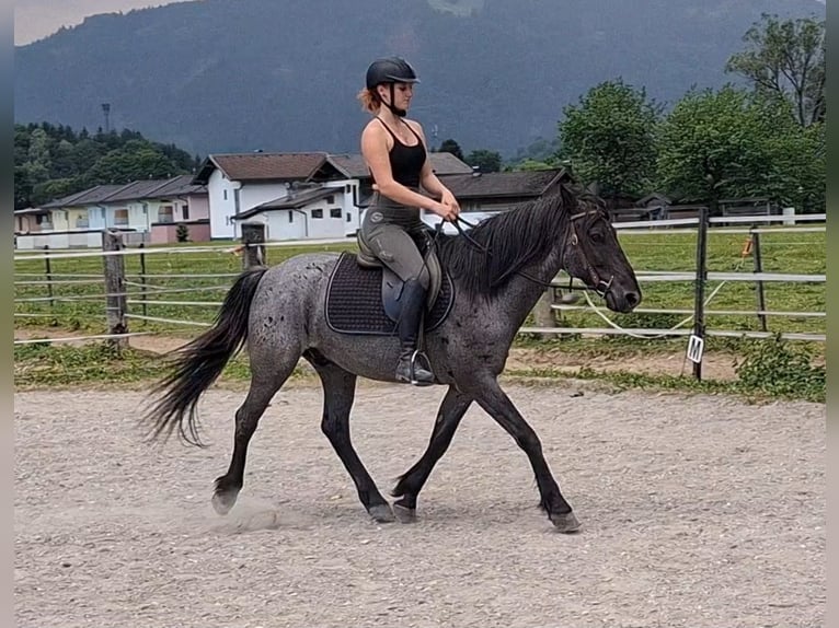 Karachai Gelding 7 years 14.1 hh Roan-Blue in Kirchbichl