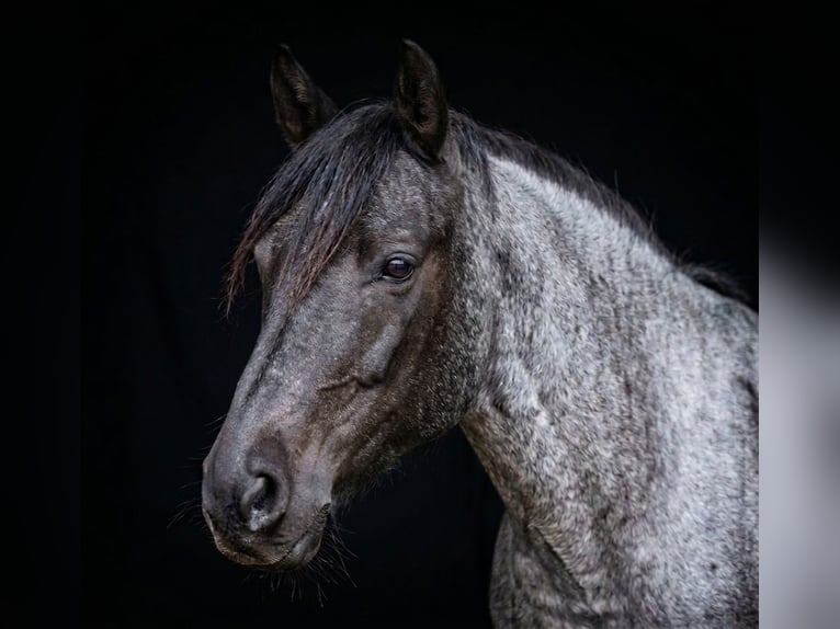 Karachai Gelding 7 years 14.1 hh Roan-Blue in Kirchbichl