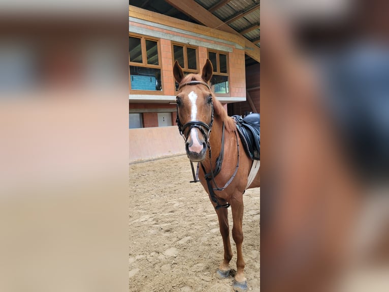 Karachai Gelding 7 years 15,1 hh Chestnut-Red in Hünstetten