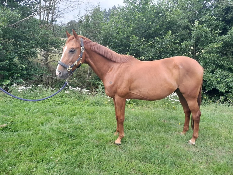 Karachai Gelding 7 years 15,1 hh Chestnut-Red in Hünstetten