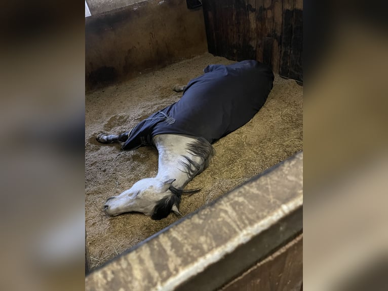 Karachai Gelding 7 years 15 hh Grey-Dapple in Sindelsdorf