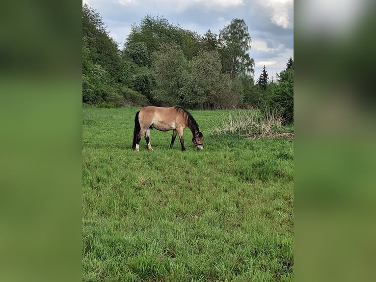 Karachai Gelding 7 years 16.3 hh  in Nähe Nordhausen