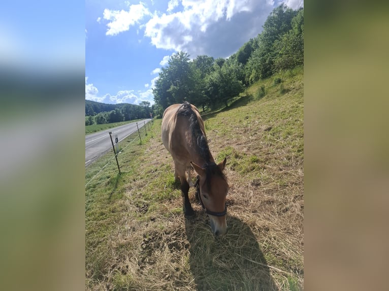 Karachai Gelding 7 years 16.3 hh  in Nähe Nordhausen