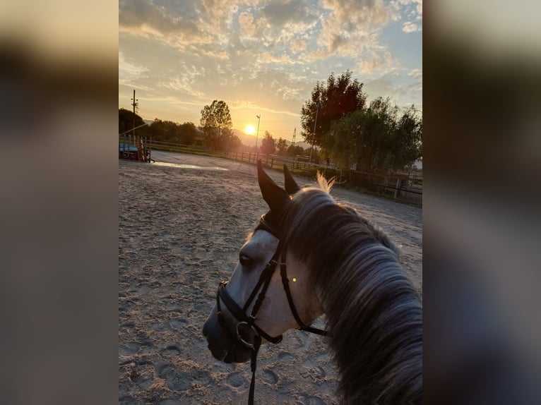 Karachai Gelding 9 years 14,1 hh Gray in Lustenau