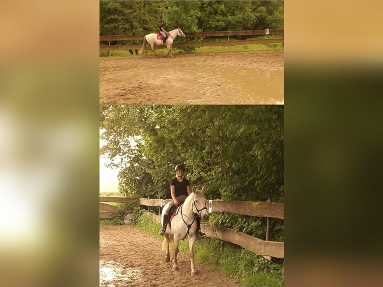 Karachai Klacz 10 lat 155 cm Siwa w hreczce in Wipperfürth