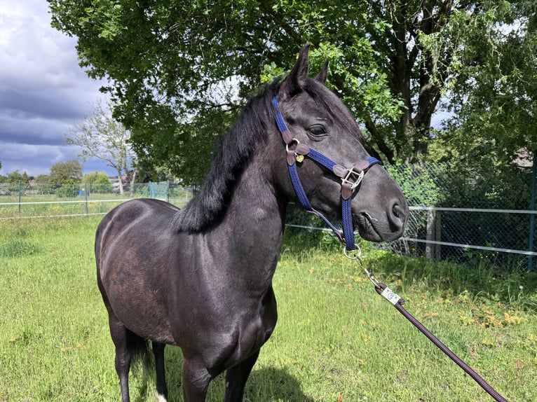 Karachai Klacz 5 lat 140 cm Kara in Sint-Lambrechts-Herk