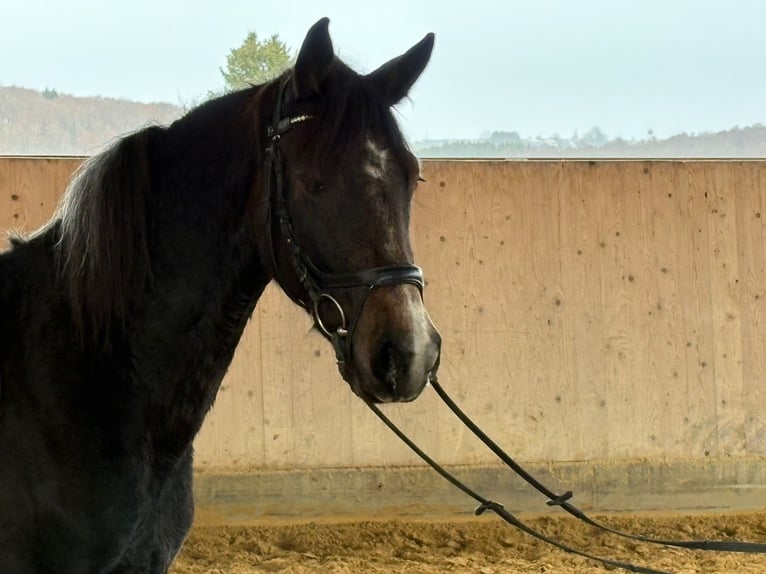 Karachai Klacz 5 lat 150 cm Może być siwy in Westerheim
