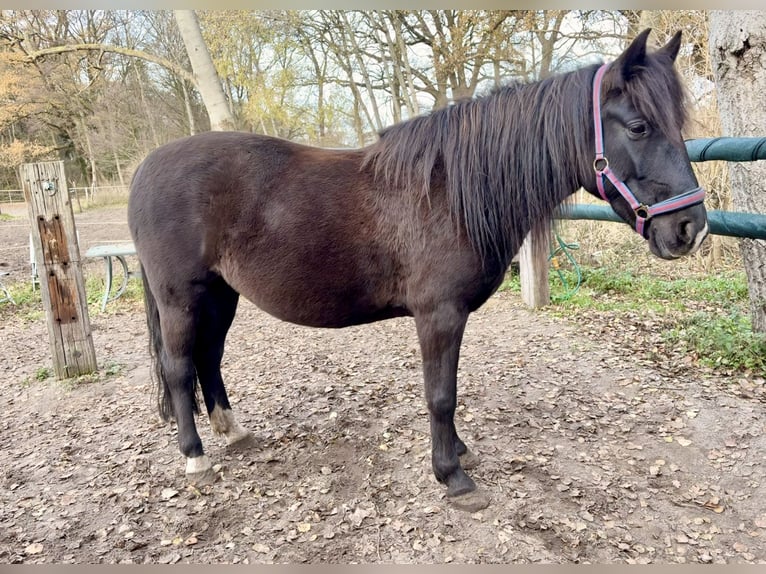 Karachai Klacz 6 lat 150 cm Skarogniada in Burgwedel