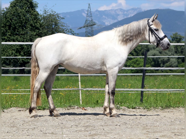 Karachai Klacz 7 lat 145 cm Siwa in Kirchbichl
