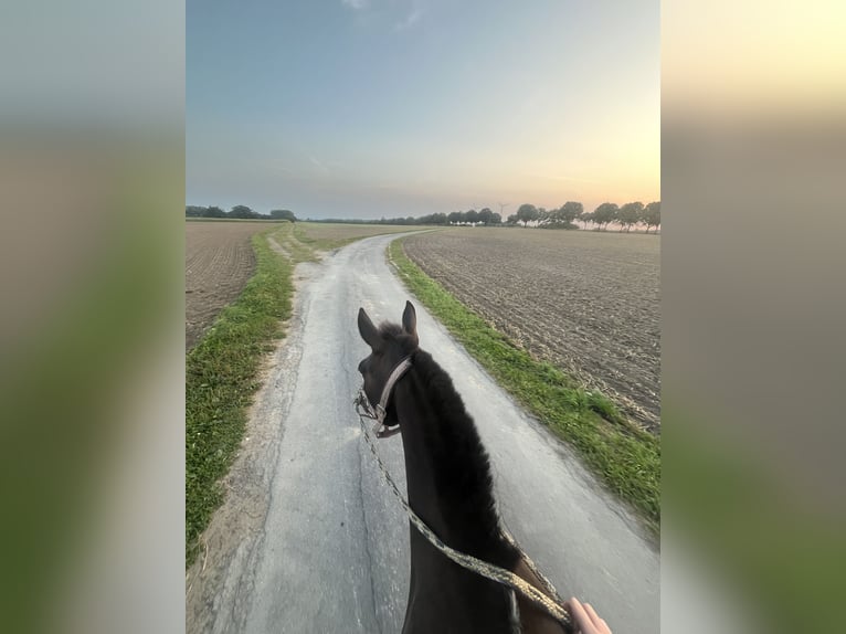 Karachai Mare 10 years 14,1 hh Black in Wadersloh