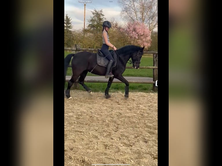 Karachai Mare 10 years 14,1 hh Black in Wadersloh