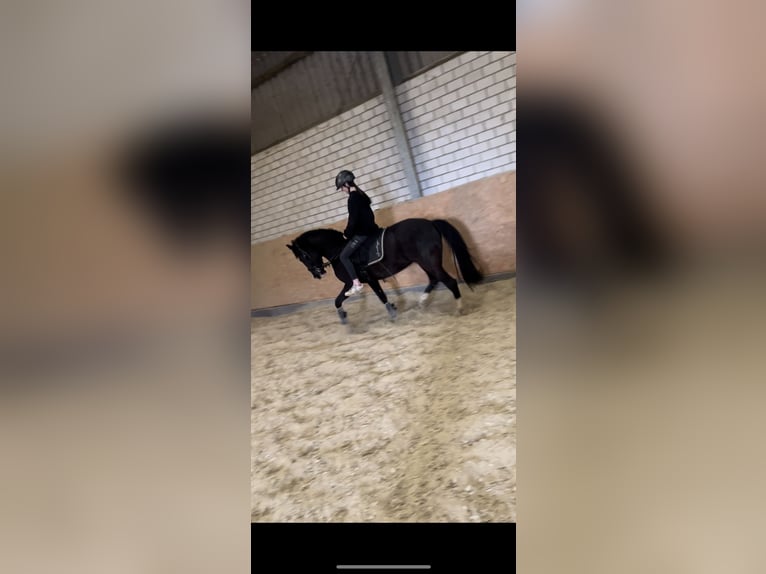 Karachai Mare 10 years 14,1 hh Black in Wadersloh