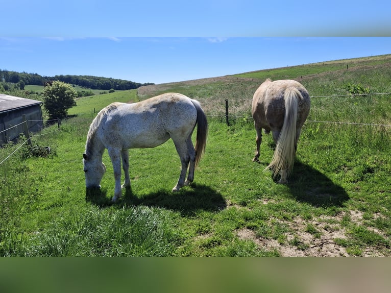Karachai Mare 10 years 15.1 hh Grey-Fleabitten in Wipperfürth