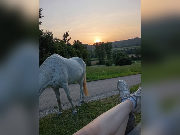 Karachai Mare 15 years 14,2 hh Grey-Dapple in Keltern Karachai Mare 15 years 14,2 hh Grey-Dapple in Keltern