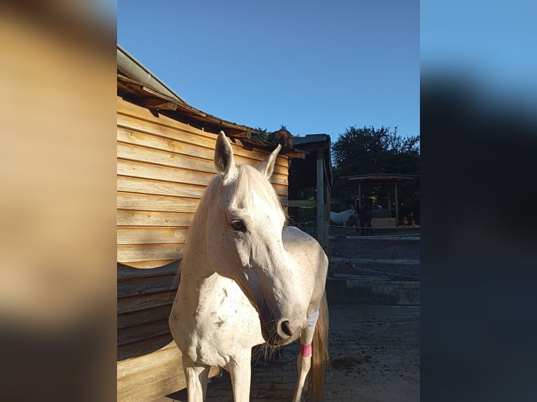 Karachai Mare 15 years 14,2 hh Grey-Dapple in Keltern Karachai Mare 15 years 14,2 hh Grey-Dapple in Keltern
