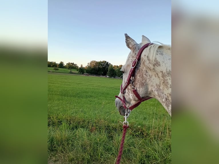 Karachai Mare 15 years 14,2 hh Grey-Dapple in Keltern Karachai Mare 15 years 14,2 hh Grey-Dapple in Keltern