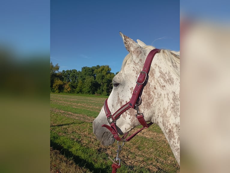 Karachai Mare 15 years 14,2 hh Grey-Fleabitten in Pfinztal