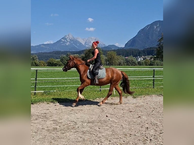 Karachai Mare 3 years 15 hh Chestnut-Red in Kirchbichl