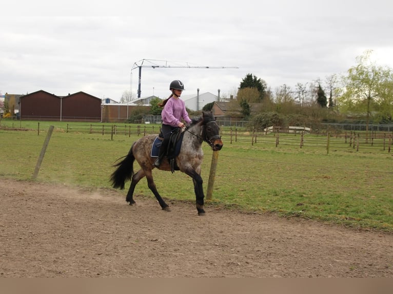 Karachai Mare 4 years 14,1 hh Roan-Bay in Wijk en Aalburg
