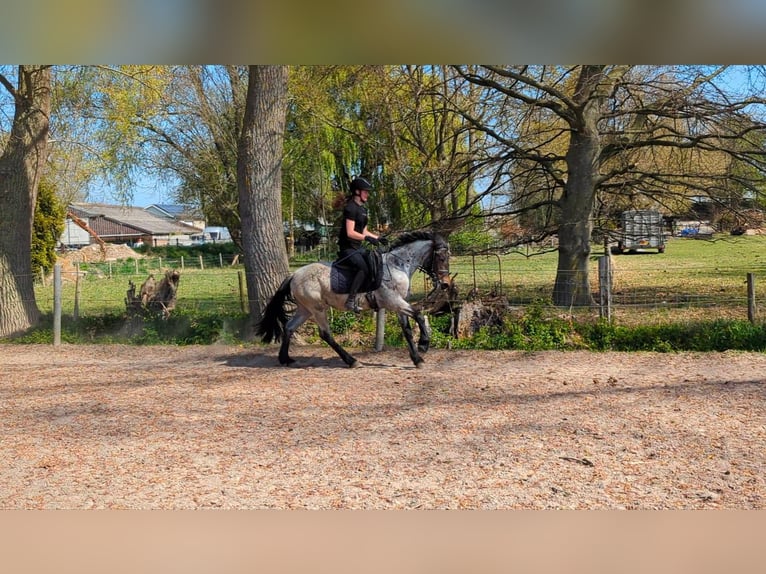 Karachai Mare 4 years 14,1 hh Roan-Bay in Wijk en Aalburg