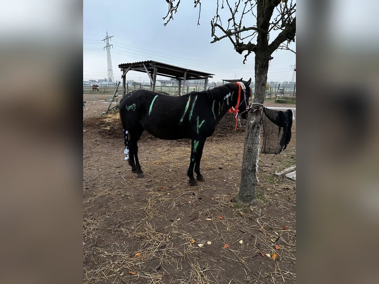 Karachai Mare 5 years 13,1 hh Black in Ketsch