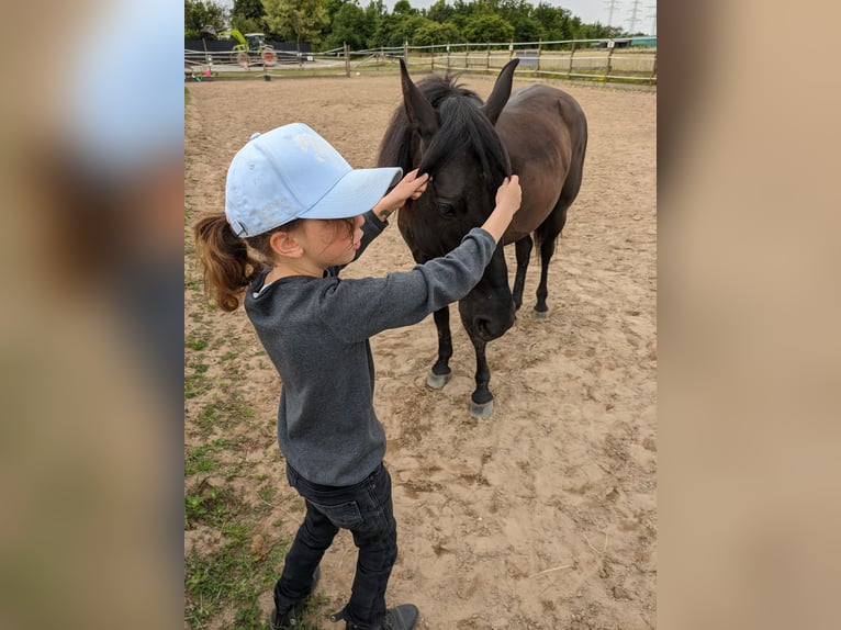 Karachai Mare 5 years 13,1 hh Black in Ketsch