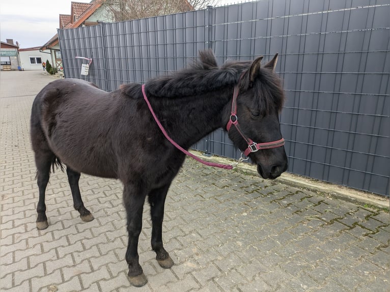 Karachai Mare 5 years 13,1 hh Black in Ketsch