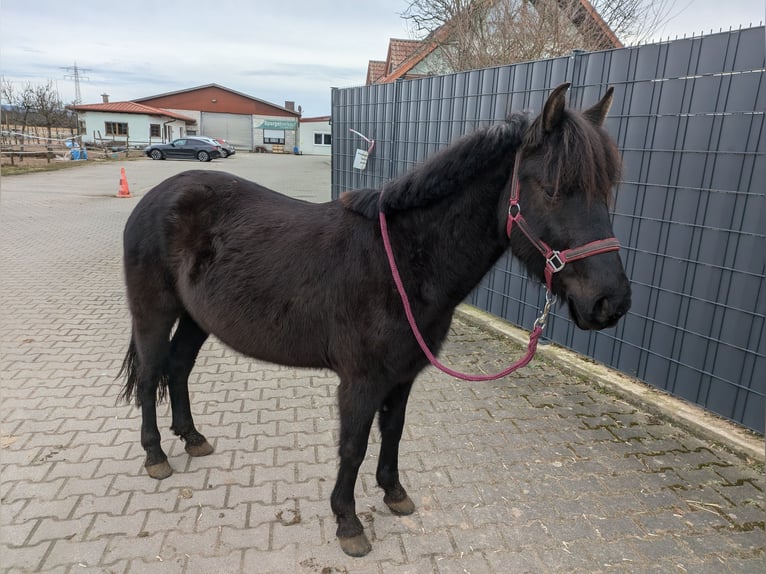 Karachai Mare 5 years 13,1 hh Black in Ketsch